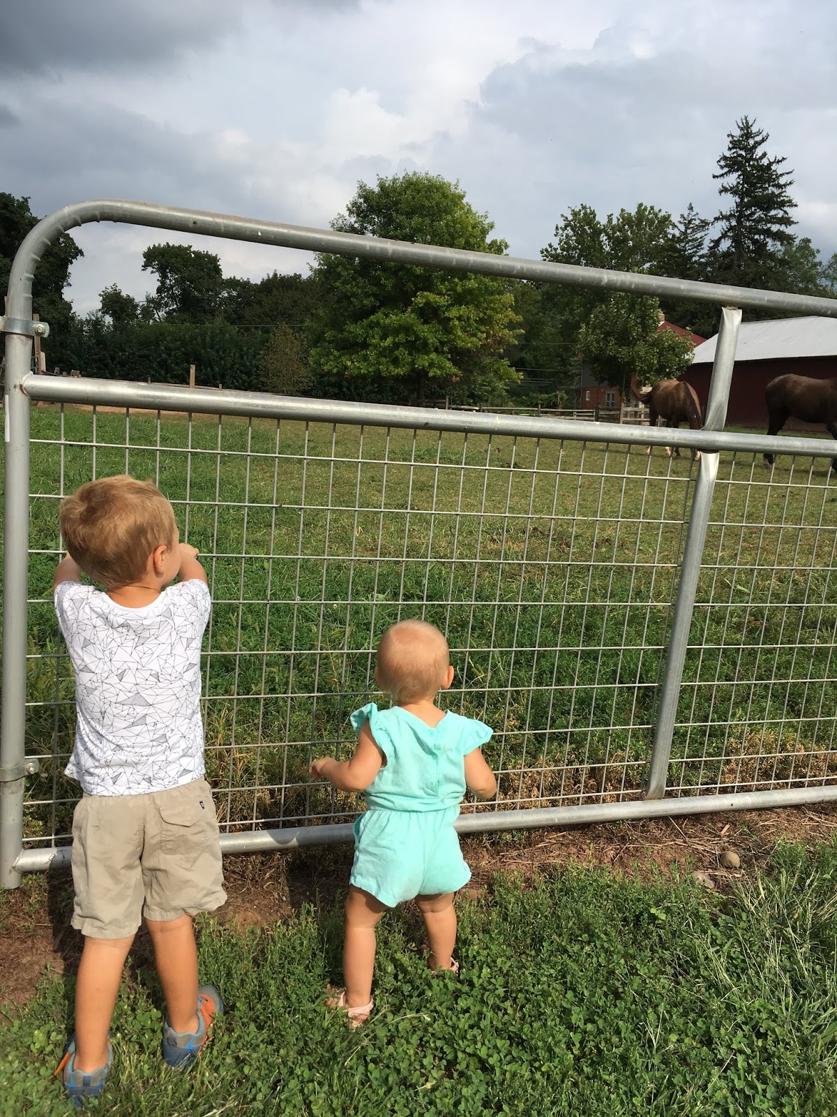 Exploring Local Maple Acres Farm A Hopeful Hood