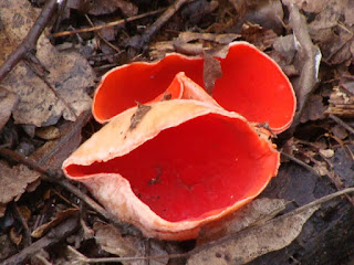 Sarcoscypha coccinea DSC72702