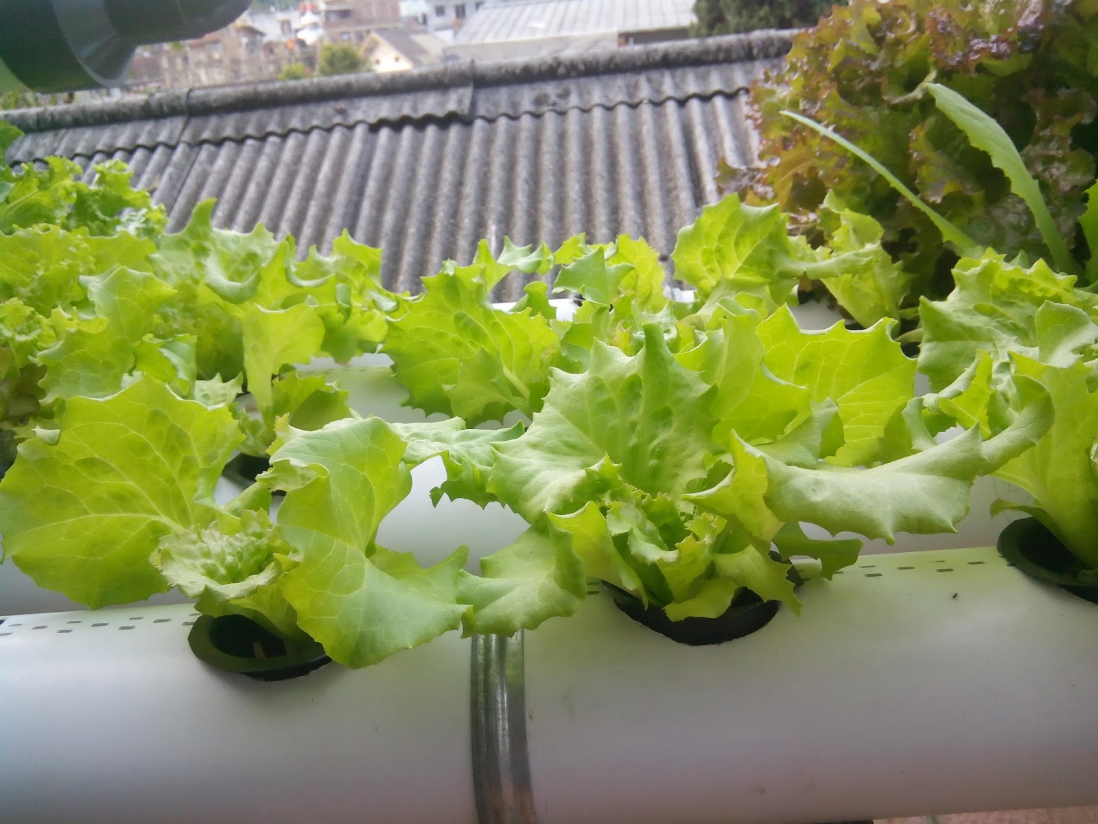 Iceberg Lettuce Buy Hidroponik Selada Product On Alibaba Com