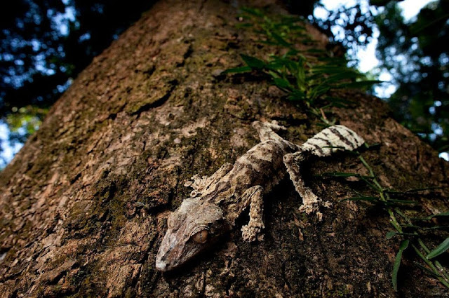 Цинги-де-Бемараха: каменный лес на Магадаскаре