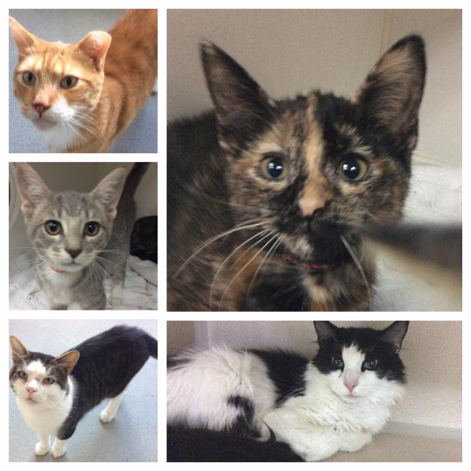 Ten Lives Club Cat Adoption Group CURRENT VOLUNTEER OPPORTUNITIES