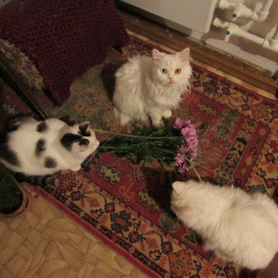 Блог Кота Васьки Обидели