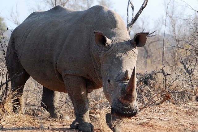 Ceratotherium simum Ceratotherium simum