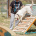 Θεσσαλονίκη: Έτοιμο το πρώτο πάρκο σκύλων στο Ελαιόρεμα! (φωτο)