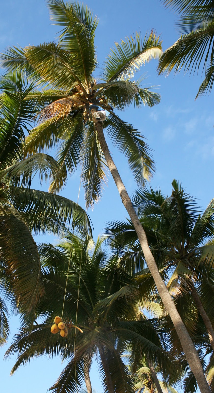 Oman coconut palms at the edge of the desert Coconut varieties