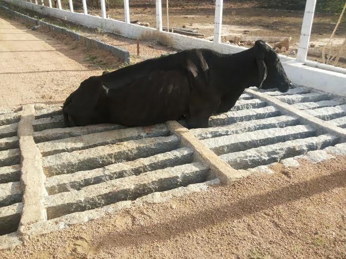 Blog do Tio Celo Mata burro