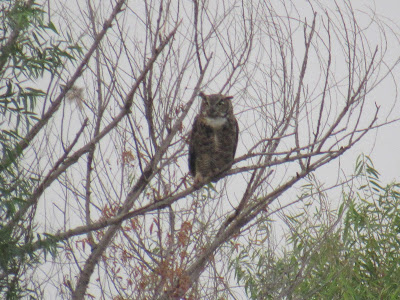 Sacramento National Wildlife Refuge