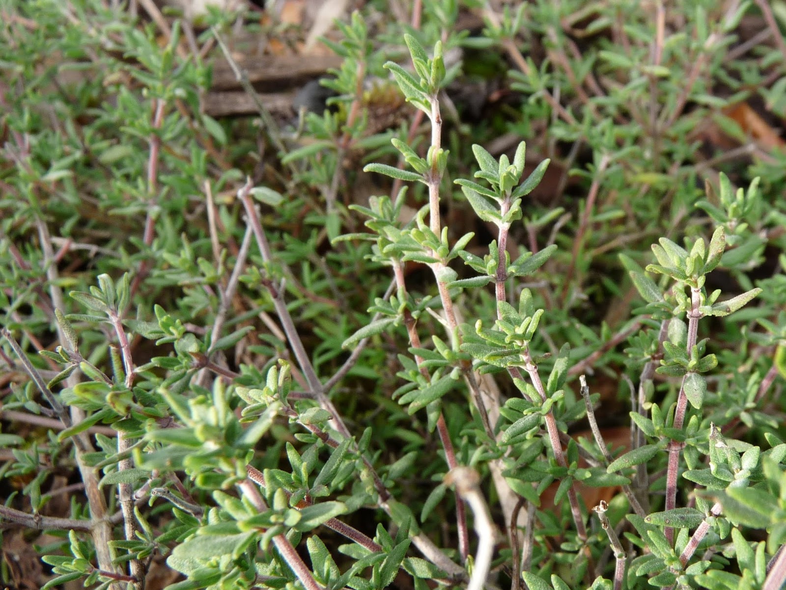 Living the Reasonably Good Life Essential culinary herbs