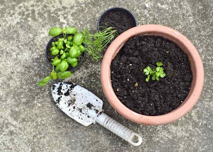 Growing Herbs in Pots for Beginners Koti Beth