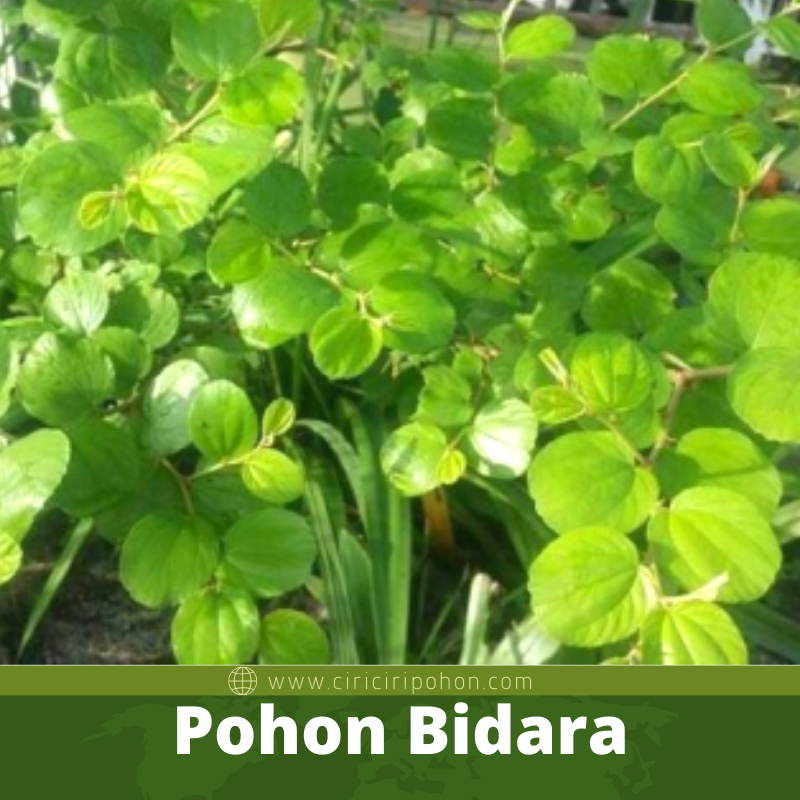 Pohon Bidara