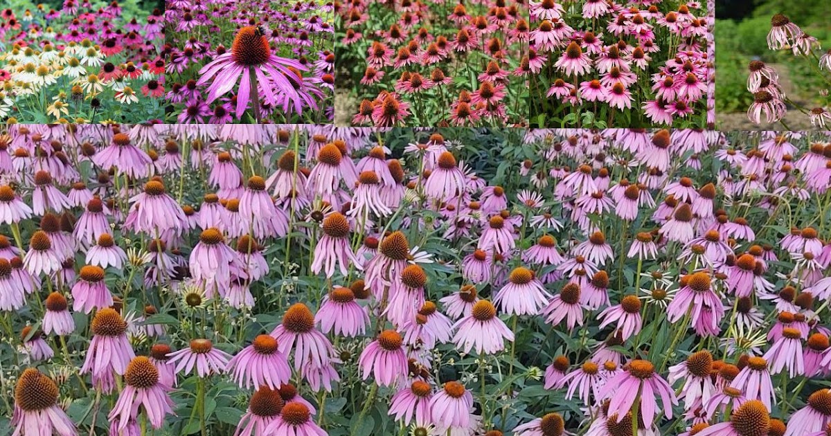Jammu and Kashmir Medicinal Plants Introduction Centre Jammu,Kashmir