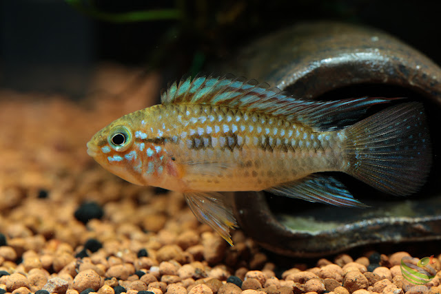 F1 Apistogramma ortegai(sp. pebas)