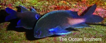 EL BLOG DE LOS OCÉANOS: MAKING-OF DE LA GUÍA DE LA FAUNA MARINA DE ...