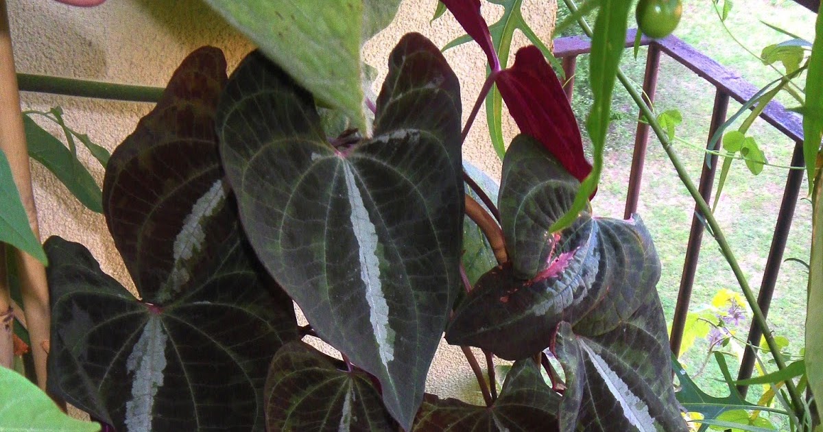 Dioscorea multicolor sides upper leaves vine variegated yam monkey ornamental ball scirpidiella davesgarden