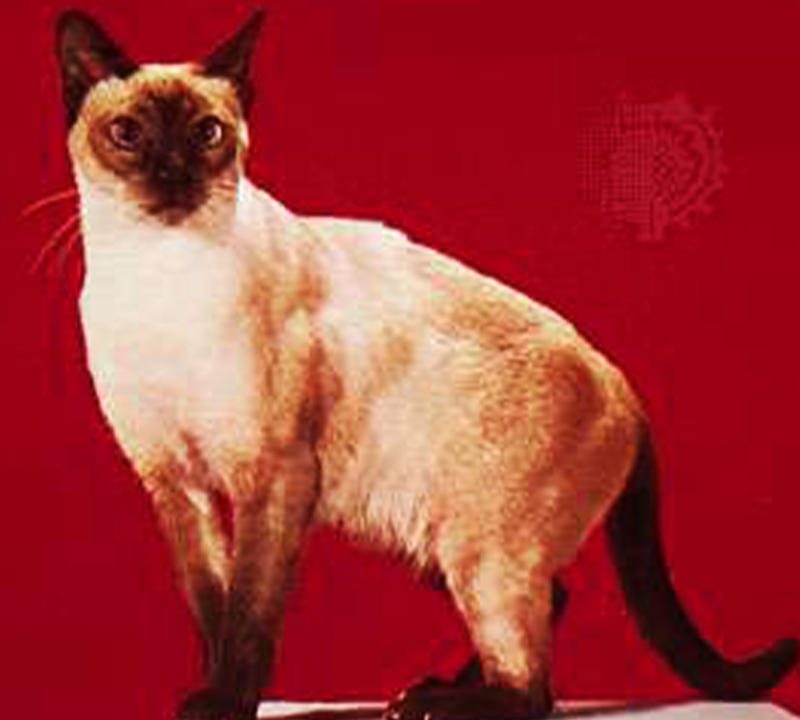 The 10 Best Types of Cat