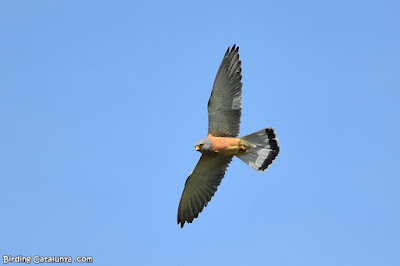 Xoriguer petit (Falco naumanni)