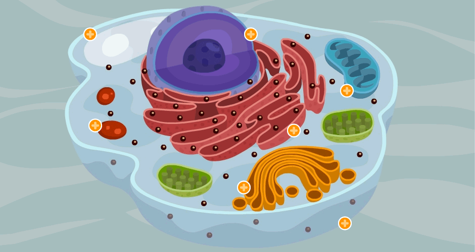 Biología de segundo de bachillerato ORGÁNULOS DE LAS CÉLULA ANIMAL Biología de segundo de bachillerato ORGÁNULOS DE LAS CÉLULA ANIMAL