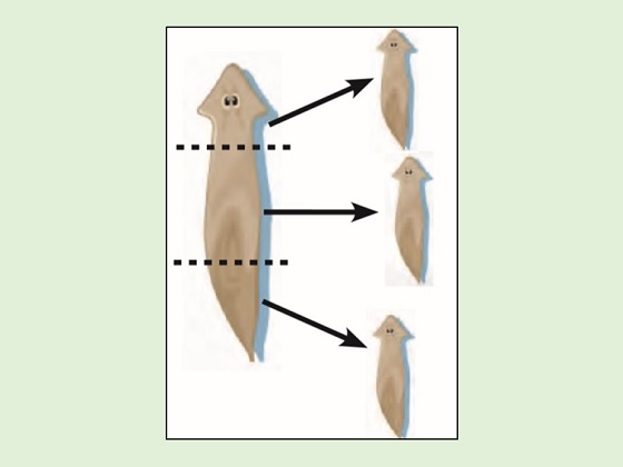 Memahami Reproduksi Dan Siklus Hidup Hewan Ipa Mts
