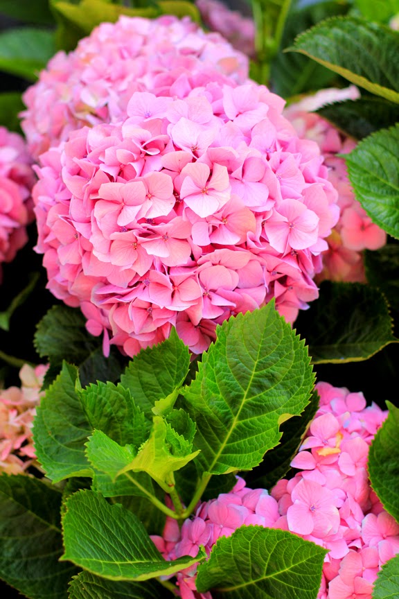 Mademoiselle Mermaid Friday Flower Pick Hydrangea