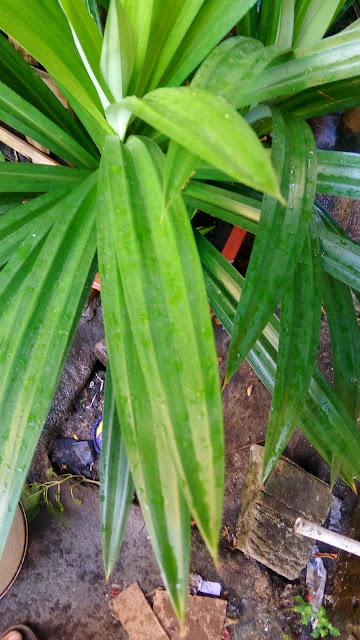 Daun Pandan Bertulang Sejajar