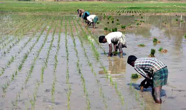 Farmers of Banskhali have been busy busy cultivating Irri-Boro ইরি-বোরো চাষে ব্যস্থ সময় পার করছে বাঁশখালীর কৃষকেরা