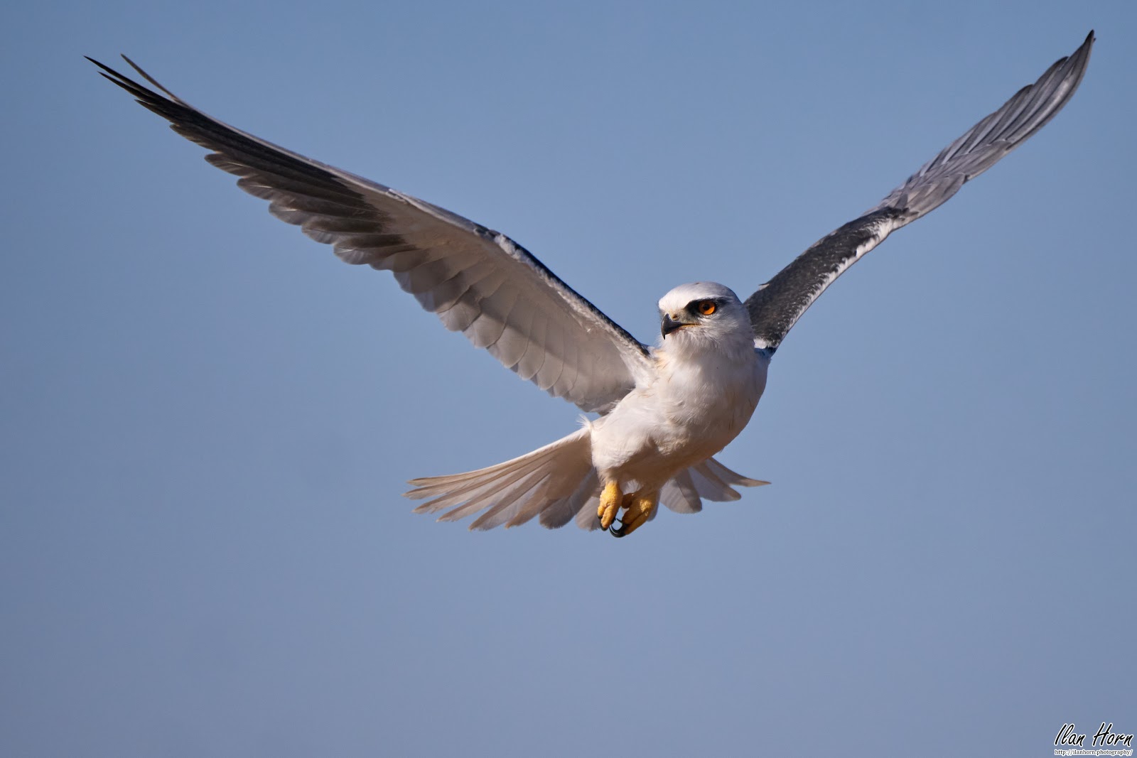 BlackWinged Kite in Flight