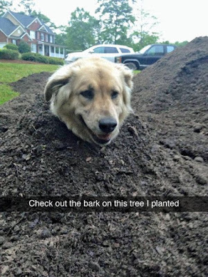 check out the bark on this tree I planted, golden retriever, funny dogs, funny golden retrievers, garden humor, dog humor