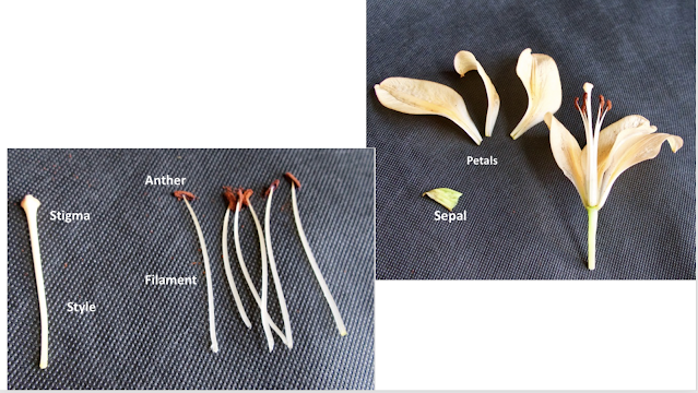 Dissecting a Flower Lab