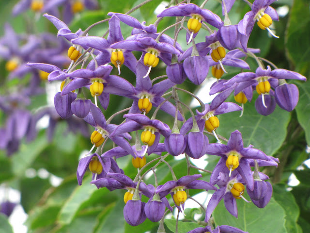 Inilah 5 Racun Berbahaya yang Ternyata juga Bisa dijadikan Obat yang Mujarab