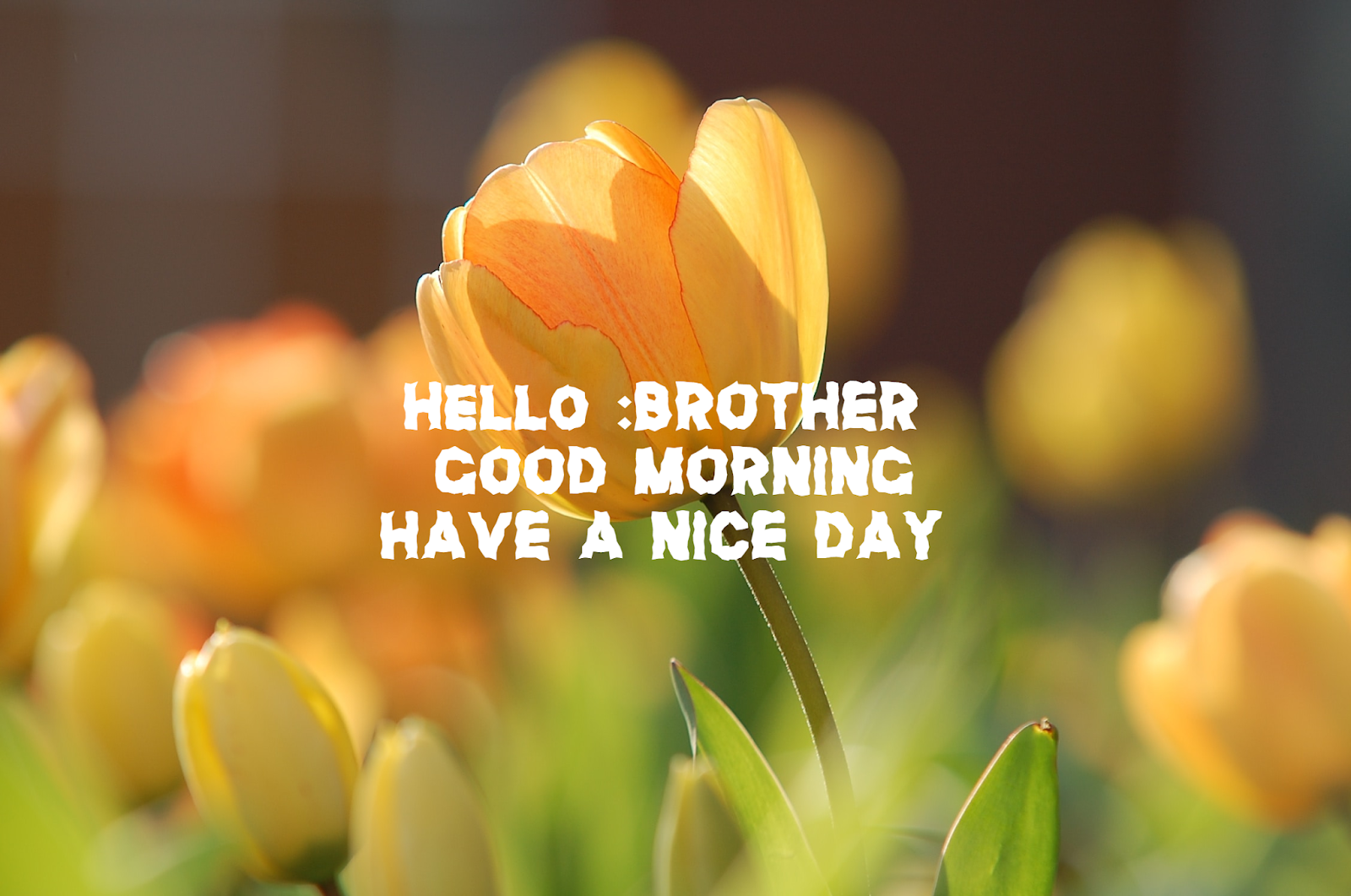 Sweet Sms for a everyone Good morning My Dear Brother