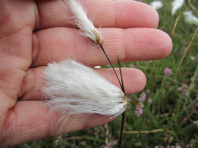 Eriophorum angustifolium - Common Cottongrass