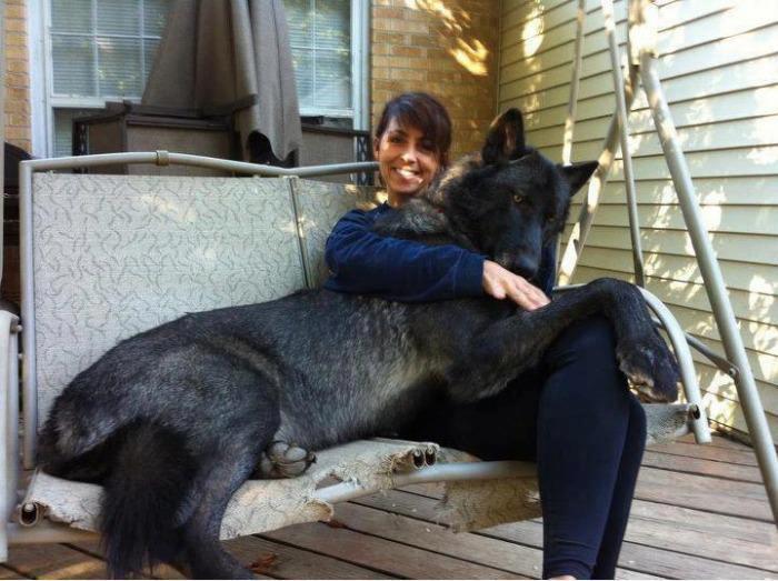 Giant Black Dog Wolf Family
