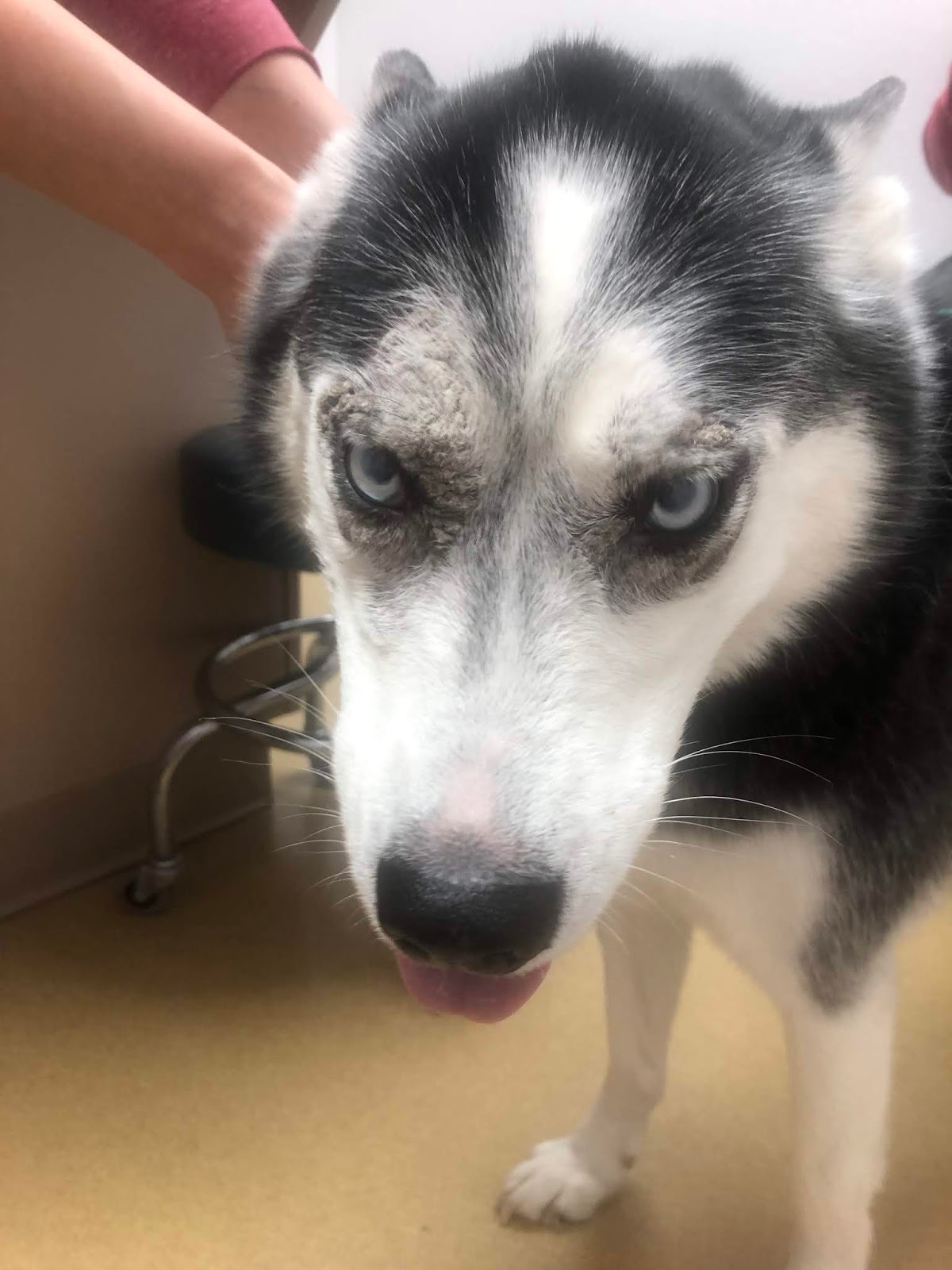 Dermatology for Animals Zinc Responsive Dermatosis