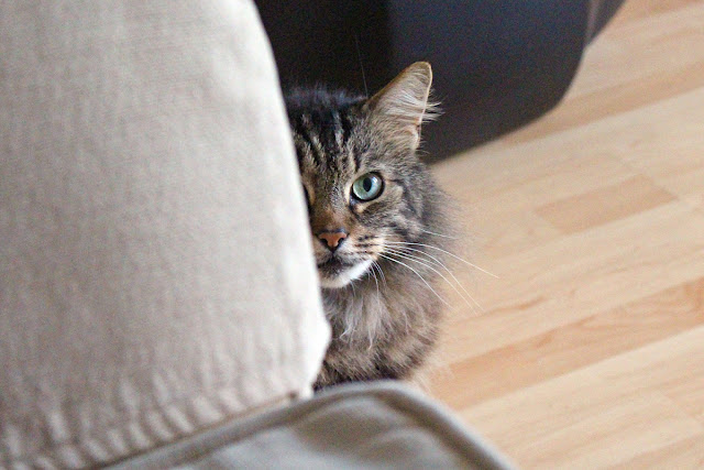 The Butterfly Balcony: Beau looking suspiciously at me