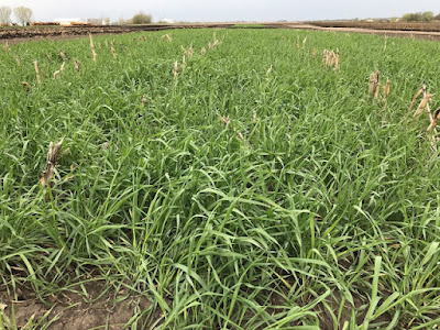 rye cover crop sweet corn