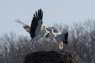 Wildlifefotografie Lippeaue Weißstorch