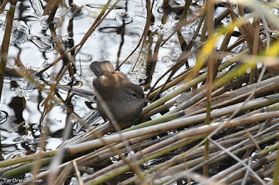 Rossinyol bord (Cettia cetti)