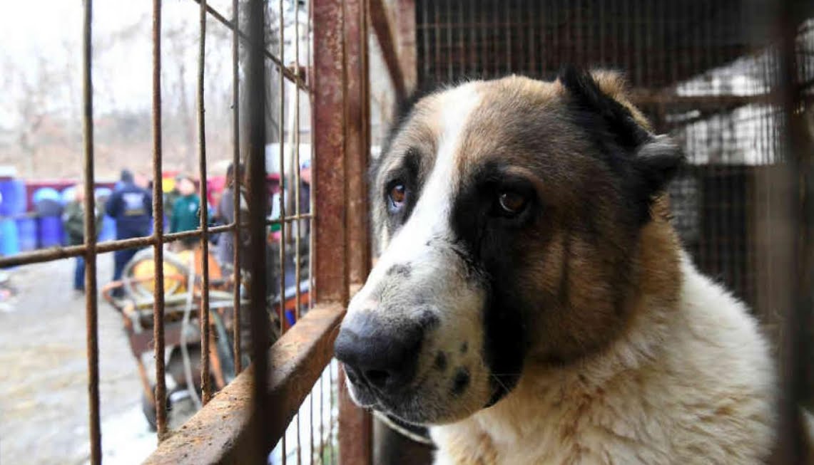 Corea del Sud: adesso è illegale uccidere i cani per mangiare la loro carne.