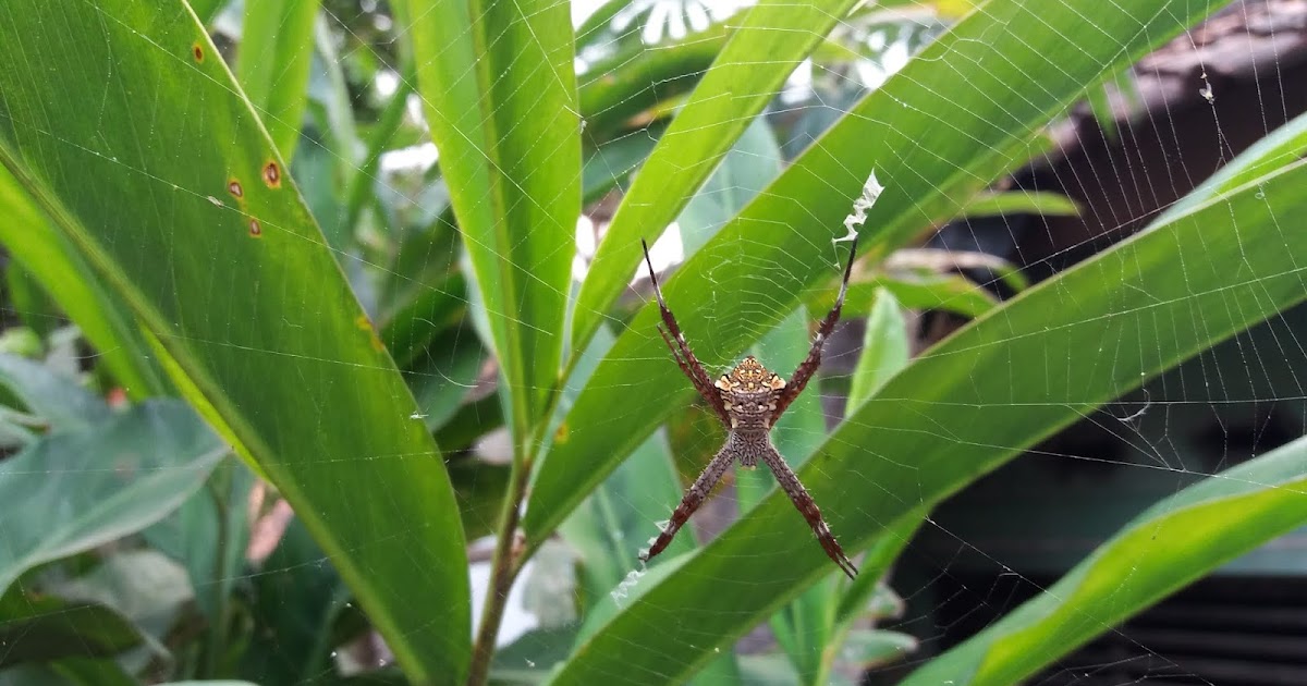 Argiope sp.