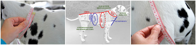 Diagram of how to measure a dog for a coat