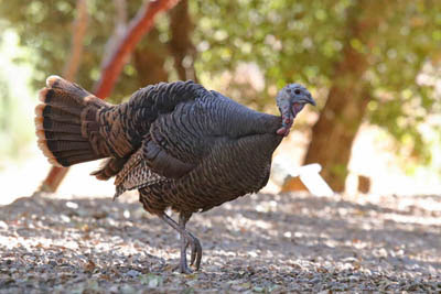 Photo of Wild Turkey Photo of Wild Turkey