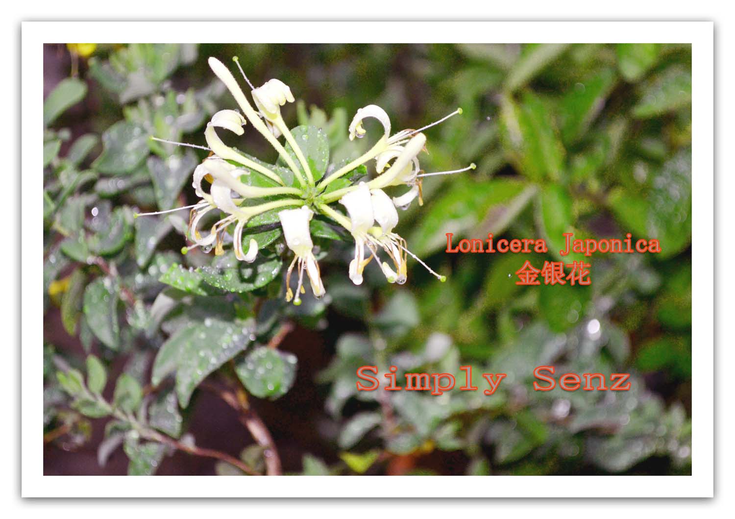 Simply Senz Antiinflammatory herb Honeysuckle flower