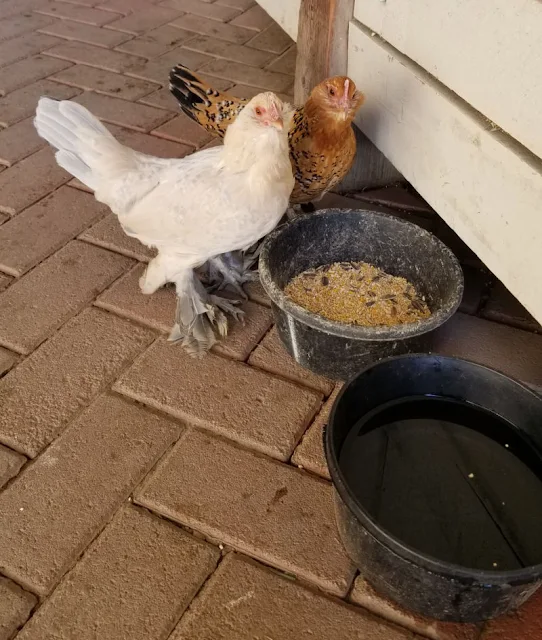 two small chickens eating feed from bowl