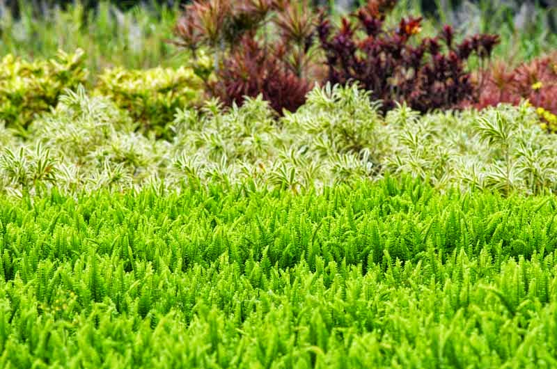 ferns accent other plants