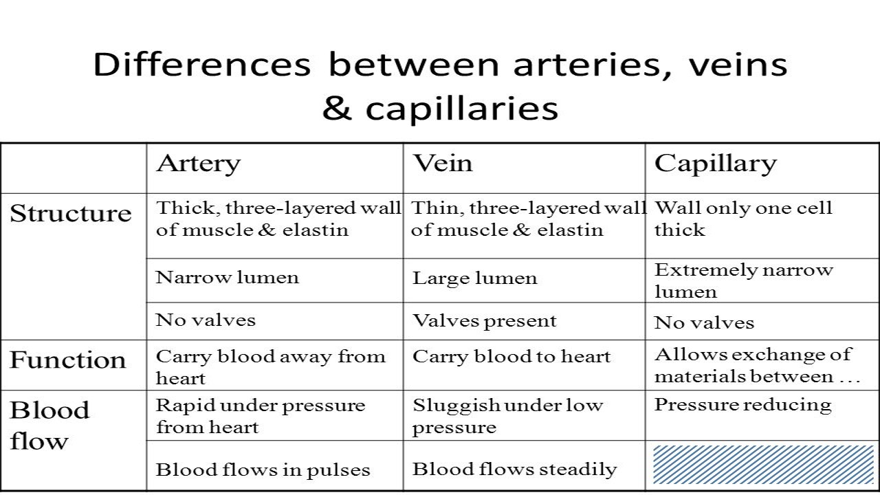Science8: Semester 1, Chapter 3 - Human circulatory system
