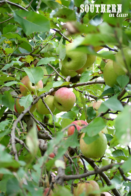 Apple Picking in Bilpin NSW - Pick Your Own Fruit Orchard, Bilpin Springs