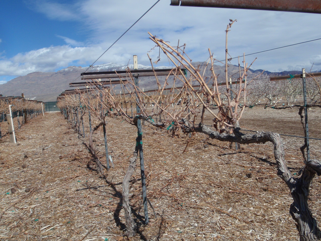 Xtremehorticulture of the Desert Delay Pruning Grapes in the Desert to