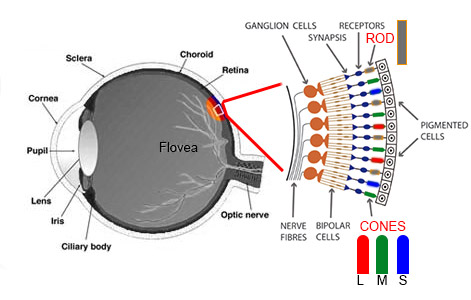 eye rods and cones diagram eye rods and cones diagram