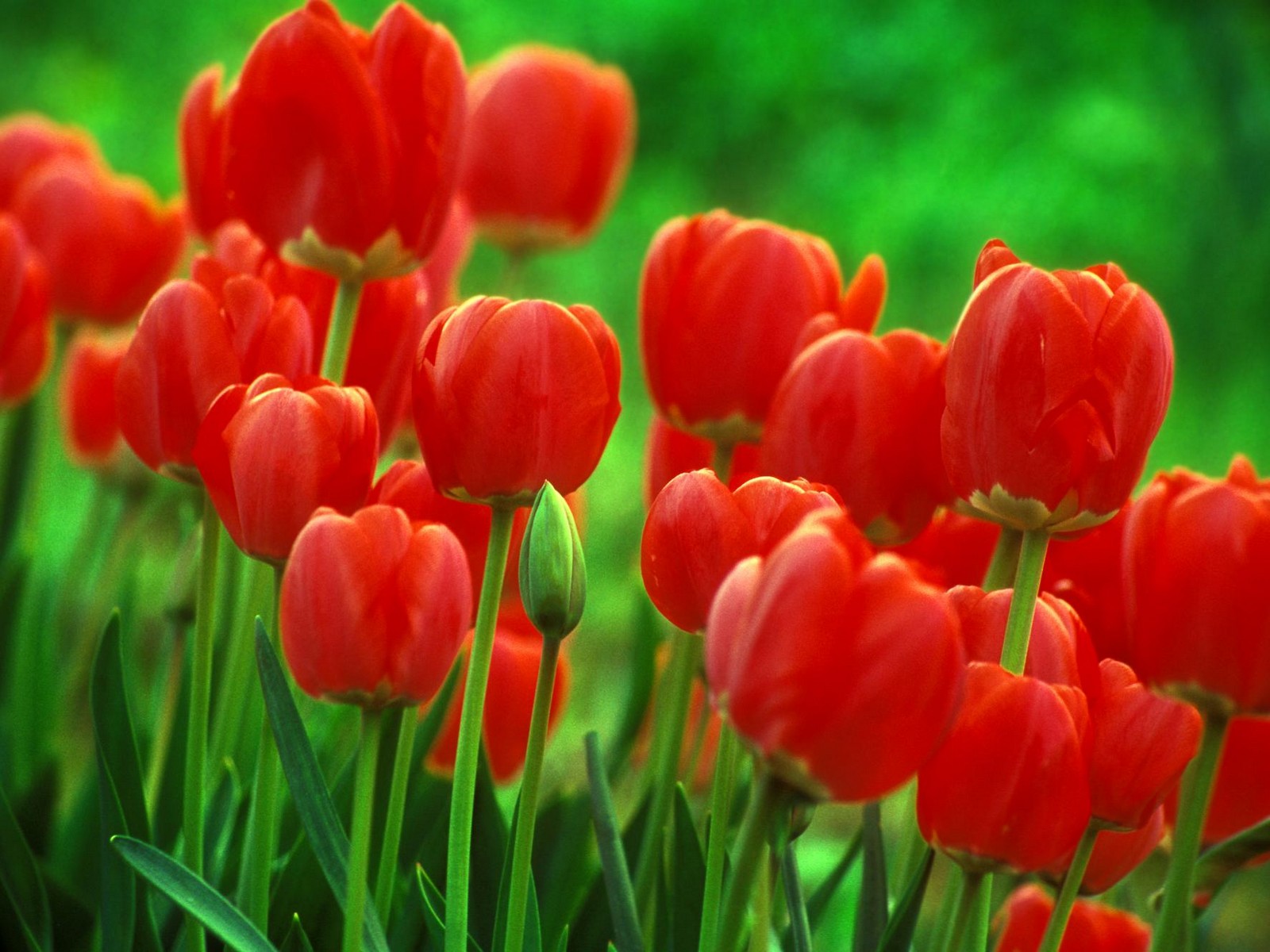 Download Free Wallpaper|Wallpapers for mac|Wallpapers for desktop|Wallpaper for HD: Tulip flower