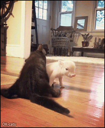 Cute Kitten GIF • Cute black kitty acting like Mama cat grooming an adorable tiny rescue piglet Cute Kitten GIF • Cute black kitty acting like Mama cat grooming an adorable tiny rescue piglet